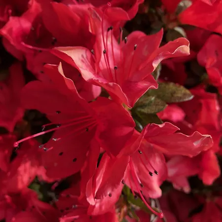 Casa Concerto 3* Brissago TI