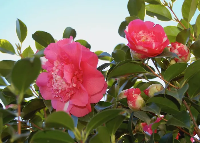 Casa Concerto Nocleg ze śniadaniem Brissago