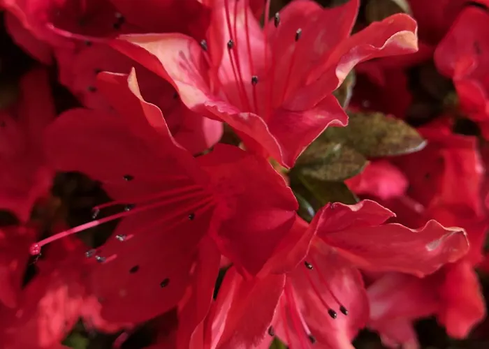 Casa Concerto 3* 布里萨戈