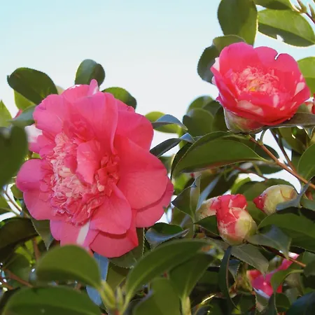 Casa Concerto Panzió Brissago